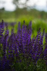 Fototapeta premium field of lavender