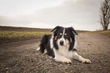 Plakat Border collie is lying on the field. He is so funny and he looks more cute.