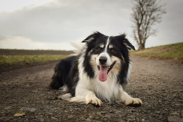 Fototapeta premium Border collie is lying on the field. He is so funny and he looks more cute.