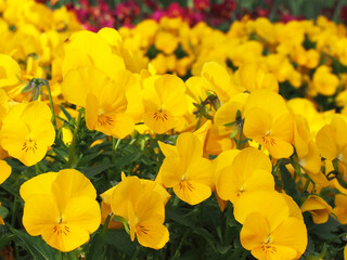 花壇のパンジー