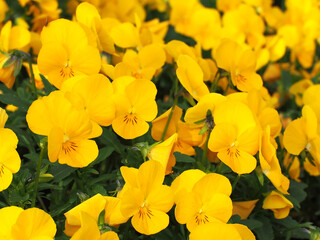 花壇のパンジー