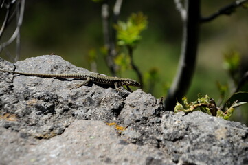 Mauereidechse auf der Festungsruine Hohentwiel