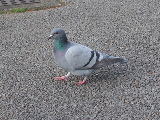 歩く鳩