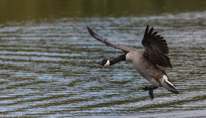 Angry Canada goose honking and flapping its over a calm lake on a sunny day