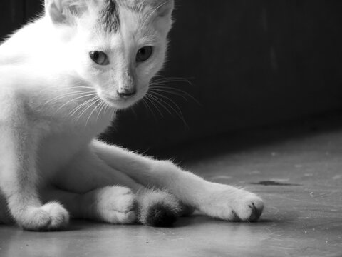 Grayscale Shot Of A Scared White Kitten Looking At The Camera With Fearful Eyes Indoors