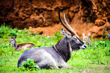 Close-up of Aquatic Antilope (Cobo de Agua) in Parque de Cabarceno, Cantabria, Spain