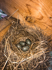Nest with swift eggs built on a wooden beam under the roof.