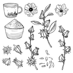  Hibiscus tea set.  Vector illustration.