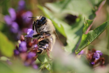 bee on a flower