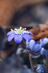 Closeup macro of blue or purple flowers