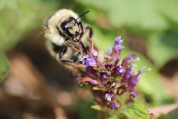 bee on a flower