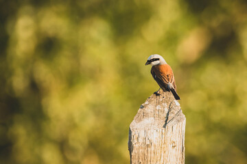 Naklejka premium Neuntöter auf Holz