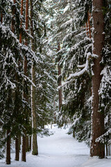 Hiking trail in the winter wonderland. Snowy forest, pine trees covered in snow during sunny day