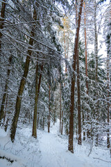 Hiking trail in the winter wonderland. Snowy forest, pine trees covered in snow during sunny day