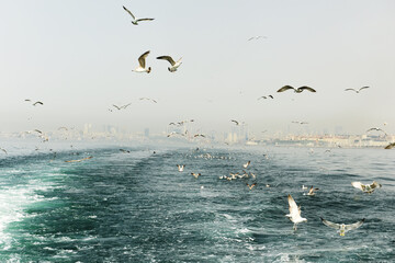 Fototapeta na wymiar A flock of seagulls over the water of the Bosphorus and a view of the city of Istanbul in the fog. Turkey. Istanbul