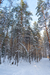 Hiking trail in the winter wonderland. Snowy forest, pine trees covered in snow during sunny day