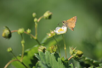 Obraz premium butterfly on a flower