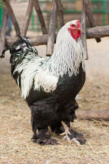 purebred rooster at the farmyard