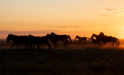 Fototapeta na wymiar silhouette of horses on the sunset