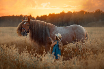 Little girl with red tinker horse (Gypsy cob) in oats evening field