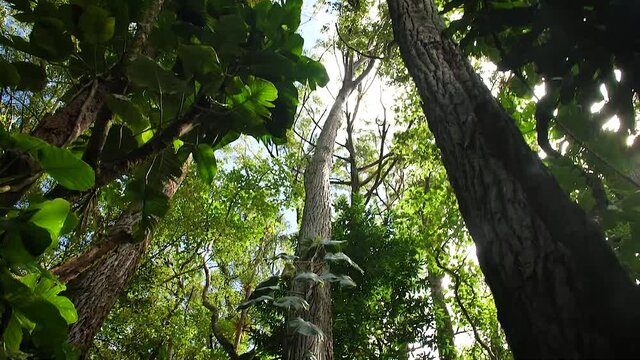 Rainforest trees in the Road to Hana, Maui, Hawaii. Low angle, parallax movement, slow motion, HD.