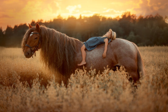 Little girl with red tinker horse (Gypsy cob) in oats evening field