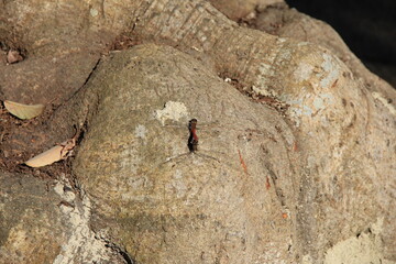 木の幹にとまっている、つがいのトンボ © misumaru51shingo