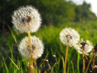 white fluffy dandelions. Several flowers. Dandelions are in the breeding phase. Counter-light