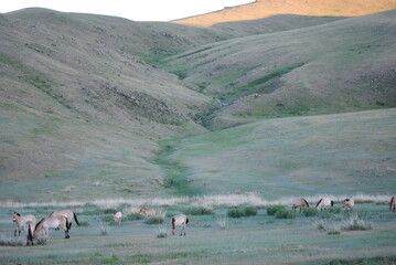 モンゴルの野生馬タヒと山