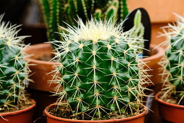 Cacti And Succulents are plants that store water in their stems, roots, and leaves. Cacti are fleshy plants that store water, making them part of this group. Therefore, all cacti are Succulents