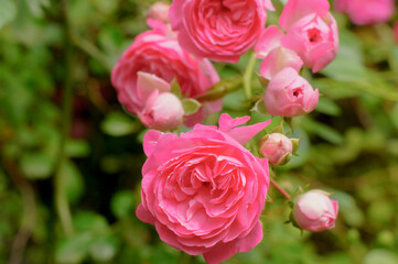 roses