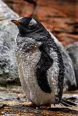 Fototapeta premium Gentoo penguin on the ground. Latin name - Pygoscelis papua