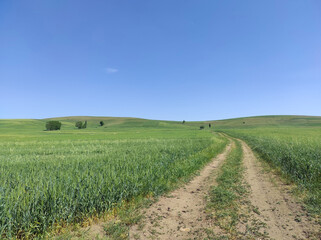 wheat fields and path road, road and fields, road and green areas,