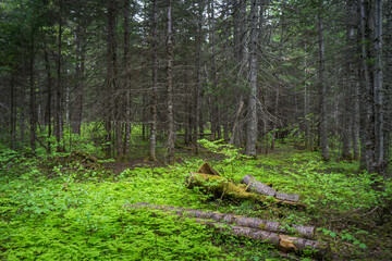 incredible green foliage at the end of spring in the forest of Gaspesie, near St Alphonse (Quebec, Canada)