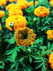 Floral background of marigolds. A blooming yellow marigold flower in a flower bed on a sunny summer day. Spring seedlings of orange flowers. The concept of seed packaging. Golden marigolds.  