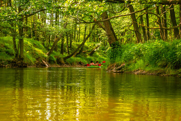 Fototapeta premium river in the forest