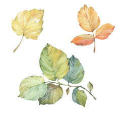 Decorative leaves on a branch, painted with watercolors. Branch with leaves isolated on white background. Bright watercolor painting.