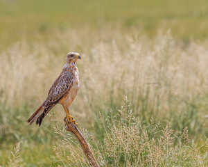 White Eye Buzzard in Grass Land 