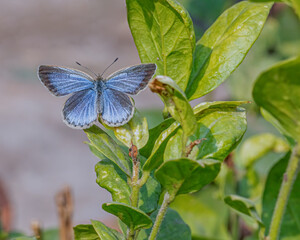 Common Blue Butterfly in Garden