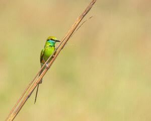 Green Bee Eater ona plant