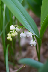 Obraz premium Lily of the valley in blossom 