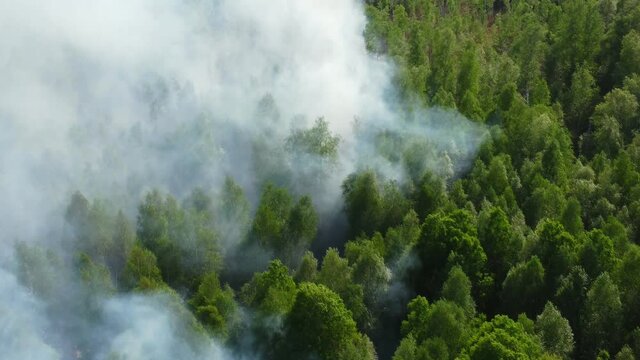 top view of a fire erupted in the forest. forest wid fire, aerial view. burning dry grass and trees. natural disaster in forest, in dry season