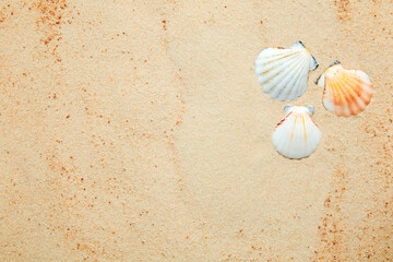 Summer background of sand and sea shells with copy space