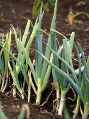 Obraz premium ナガネギ畑