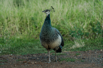 Female peafow / Peahens on Waianae Valley, Oahu, Hawaii
