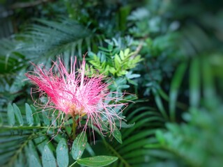 Beautiful Calliandra haematocephala flower image, close up. Calliandra haematocephala is a species of flowering plants of the genus Calliandra in the family Fabaceae