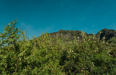 Fototapeta na wymiar Vachellia farnesiana and Leucaena leucocephala . Fabaceae / bean family. Mount Kaala Trail / Waianae Valley, Oahu, Hawaii. 
