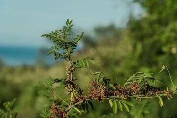 Indigofera suffruticosa, commonly known as Guatemalan indigo, small-leaved indigo (Sierra Leone),...