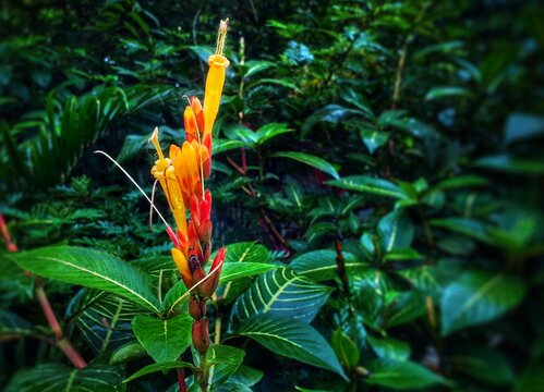 Beautiful Sanchezia flower image, close up. Sanchezia is a genus of the plant family Acanthaceae. It is estimated to contain about 20 to 50 species