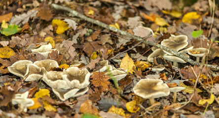Champignons et feuilles mortes à Rignat, Ain, France